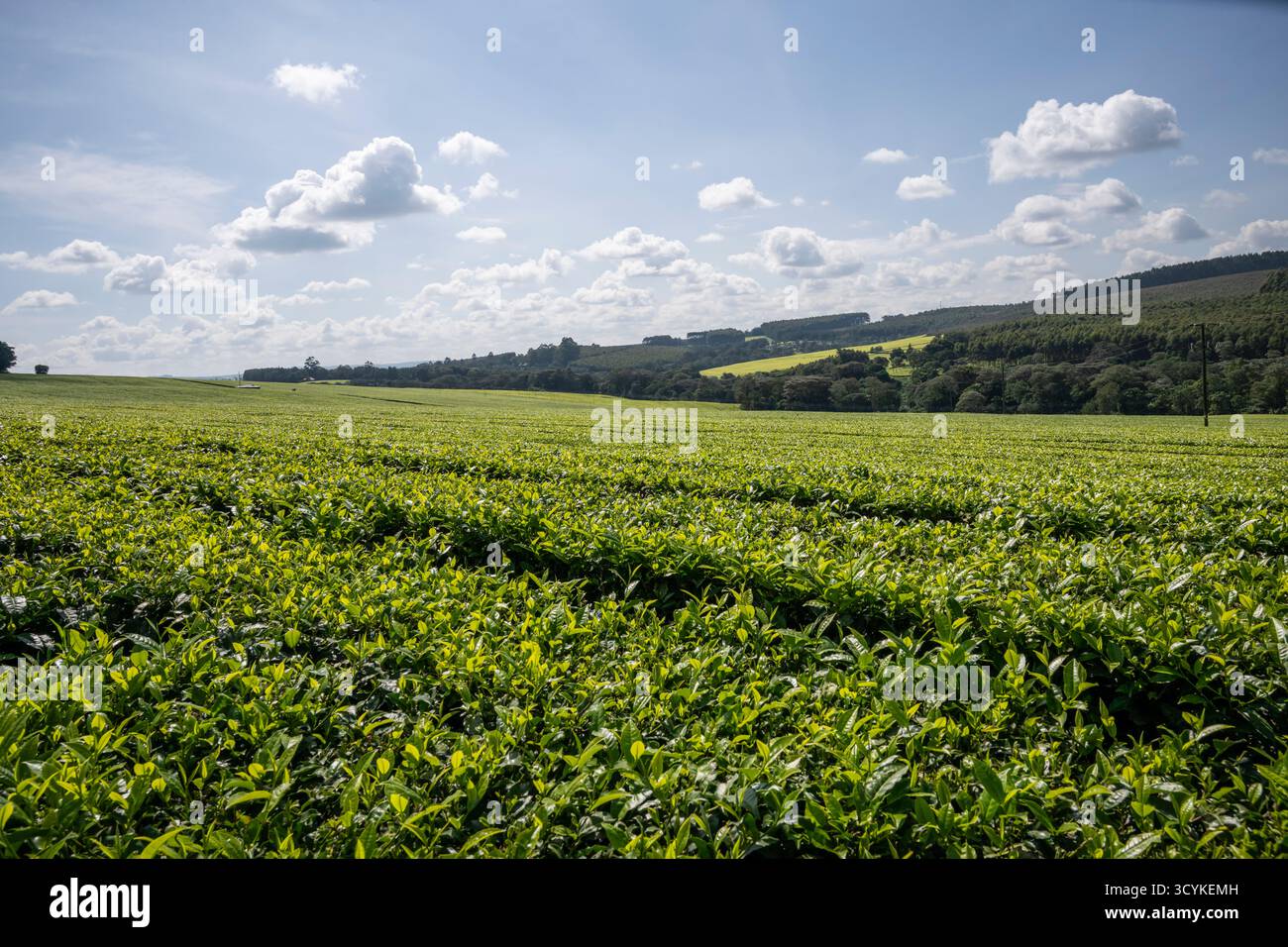 Plantation de thé à Kericho, Kenya, avec fond de ciel bleu Banque D'Images