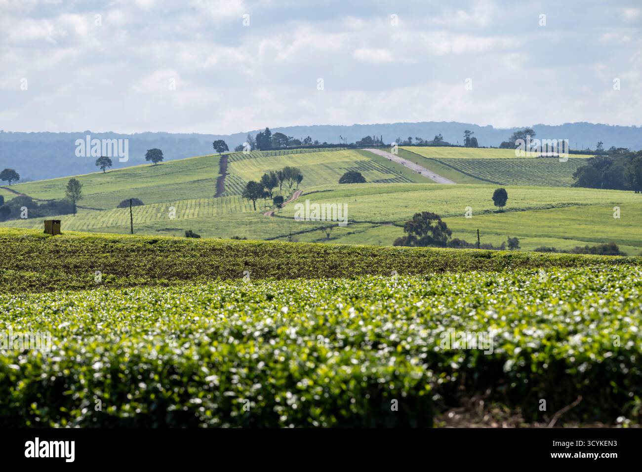 Plantation de thé à Kericho, Kenya, avec fond de ciel bleu Banque D'Images