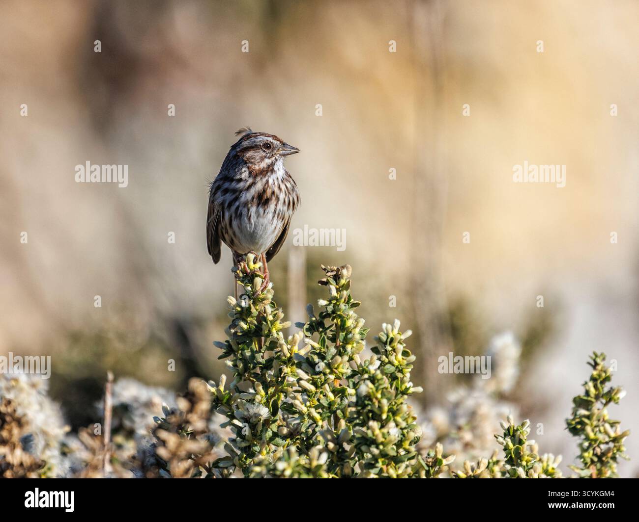 Bruant chanteur Banque D'Images