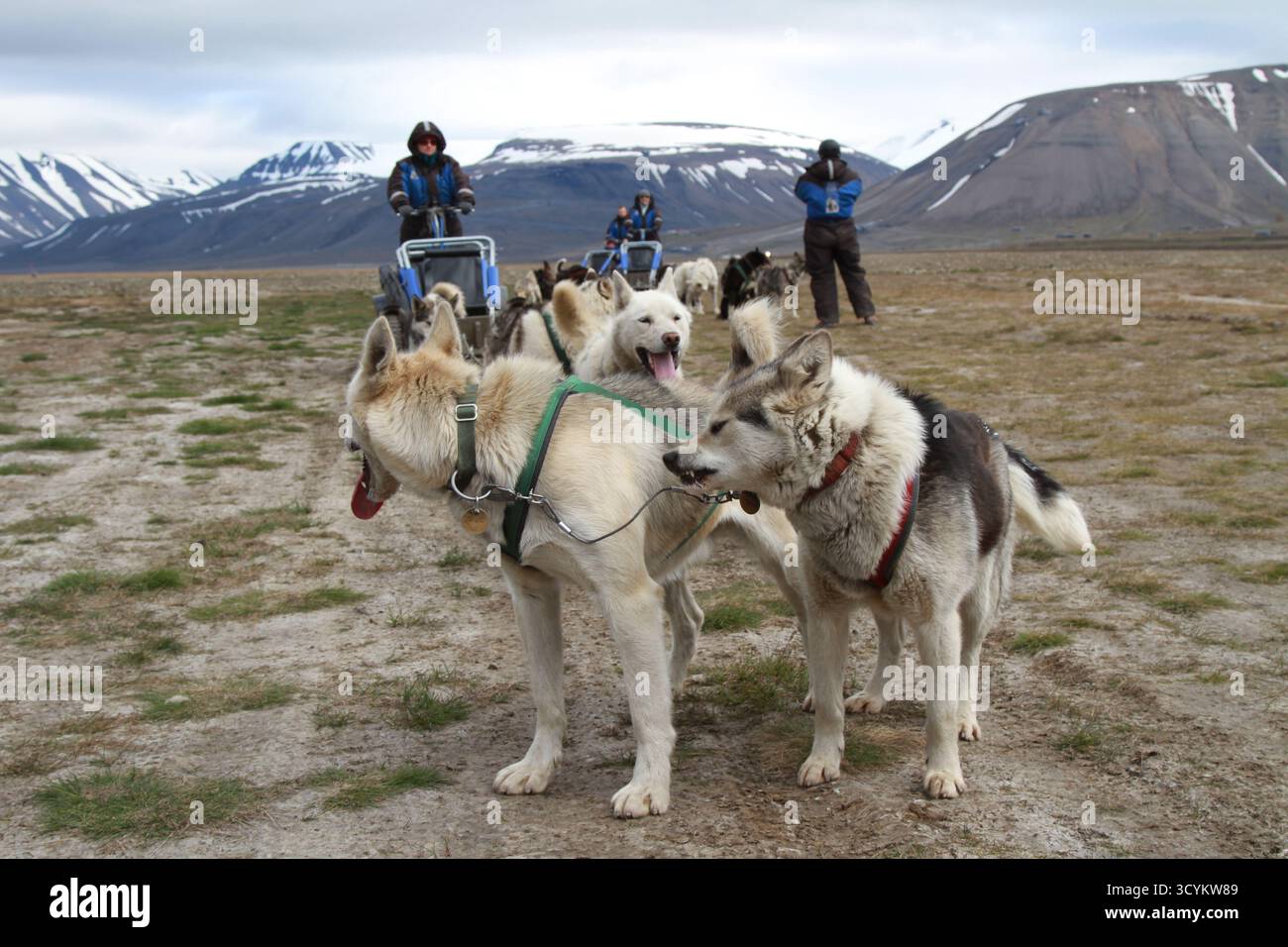 Traîneau à chiens d'été avec huskies d'Alaska sur roues, Spitzberg, Svalbard, Norvège. Mushers chevauchant une équipe de traîneau des terres sèches à travers la toundra arctique. Banque D'Images