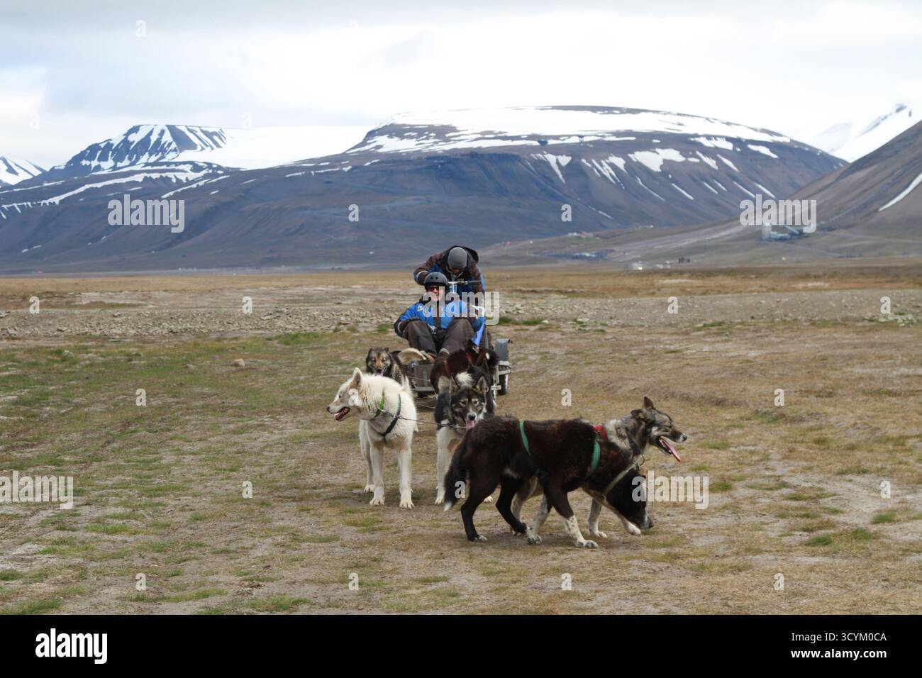 Traîneau à chiens d'été avec huskies d'Alaska sur roues, Spitzberg, Svalbard, Norvège. Mushers chevauchant une équipe de traîneau des terres sèches à travers la toundra arctique. Banque D'Images