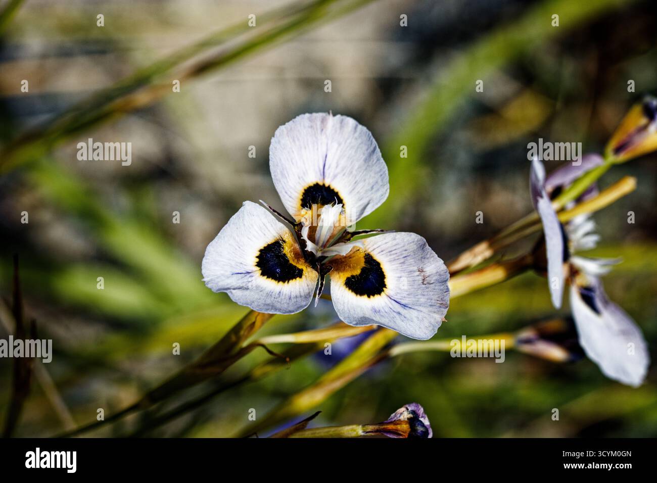Dietes bicolor, l'iris africain, drapeau papillon, lys de quinze jours, ou fleur de paon, est une plante vivace rhizomateuse formant des agrégats Banque D'Images