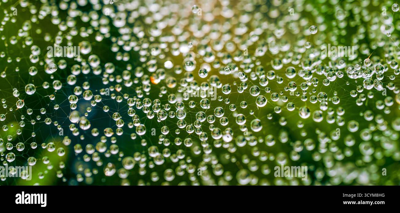 Macro vue rapprochée de gouttelettes d'eau sur une toile d'araignée scintillant à la lumière naturelle avec un arrière-plan vert flou doux Banque D'Images