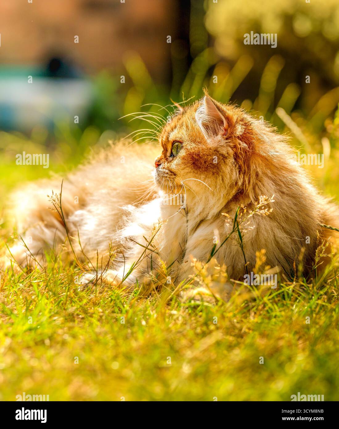 Chat doré aux cheveux longs se relaxant dans le jardin ensoleillé lors d'un après-midi d'été chaud Banque D'Images