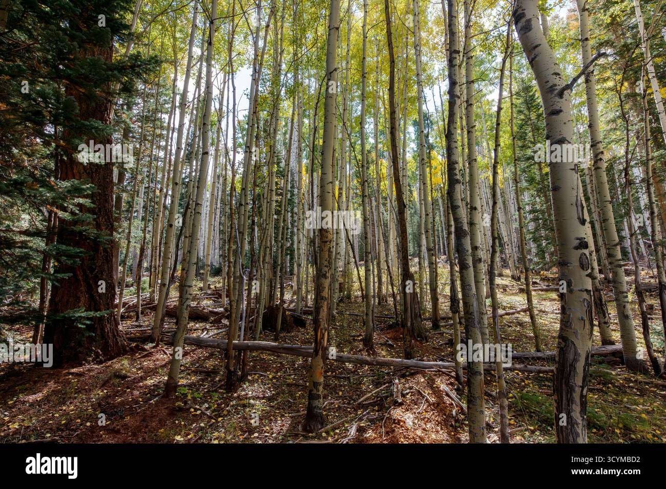 Peuplier (Populus tremuloides), forêt nationale Apache–Sitgreaves, White Mountains, Arizona, États-Unis. Banque D'Images