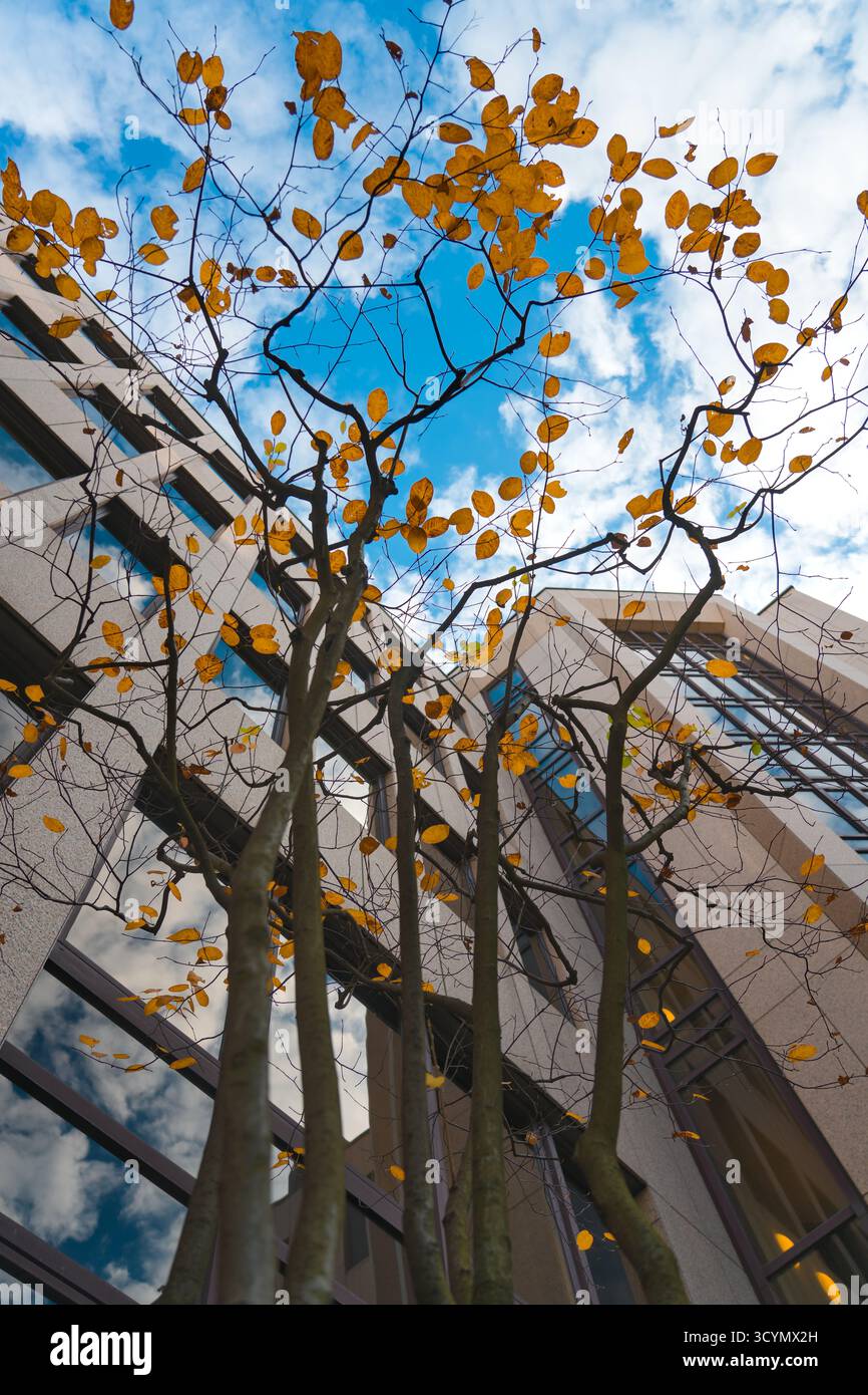 Architecture urbaine moderne avec détails automnaux, alliant design urbain contemporain et couleurs saisonnières. Banque D'Images