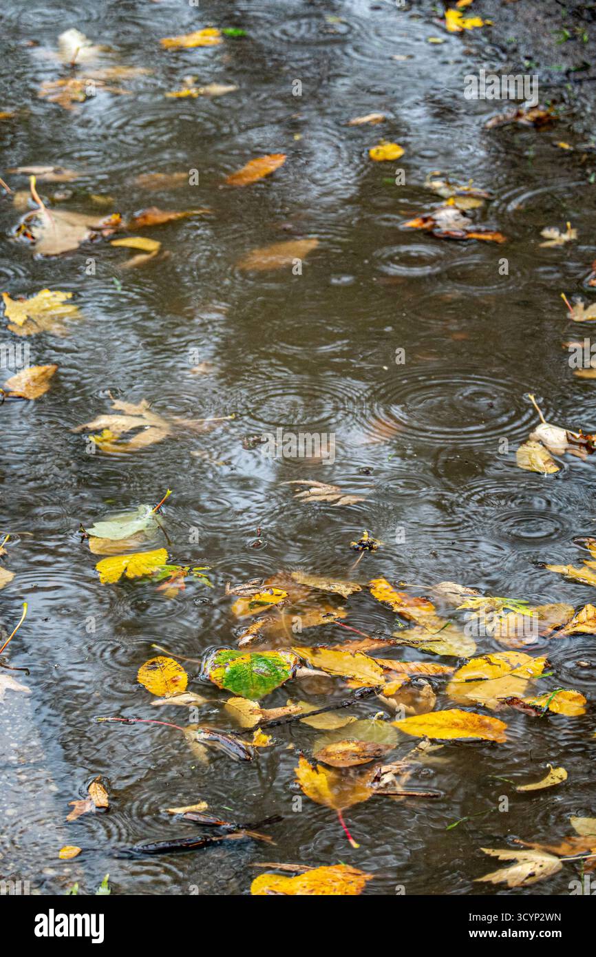 Feuilles d'automne flottant dans une flaque de pluie avec des gouttes de pluie créant des ondulations circulaires à la surface de l'eau Banque D'Images
