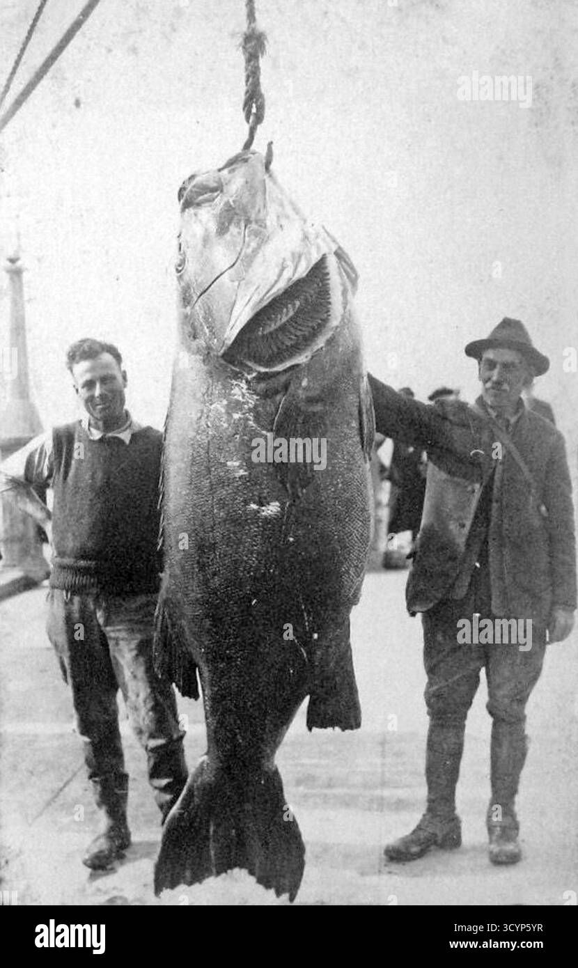 Couple avec bar géant du Pacifique (Stereolepis gigas), poids, environ 2 mètres de long, environ 1930, île Catalina, océan Pacifique, côte de Californie, ÉTATS-UNIS Banque D'Images