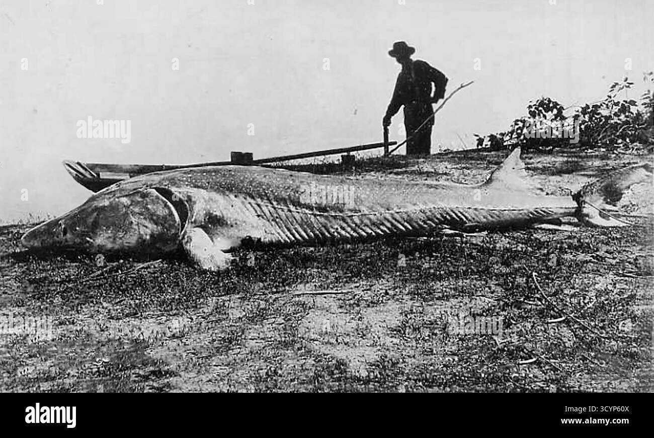 Pêcheur avec un gros esturgeon capturé, esturgeon blanc (Sinosturio transmontanus), environ 4 50 mètres de long et 1500 livres de poids, Snake River, Idaho, États-Unis Banque D'Images