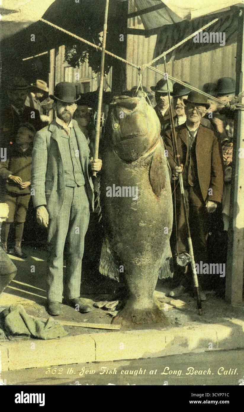 Deux hommes avec une perche géante du Pacifique (Stereolepis gigas), poids, environ 1,80 mètres de long, autour de 1905, Pacifique, long Beach, côte de Californie, USA The Banque D'Images