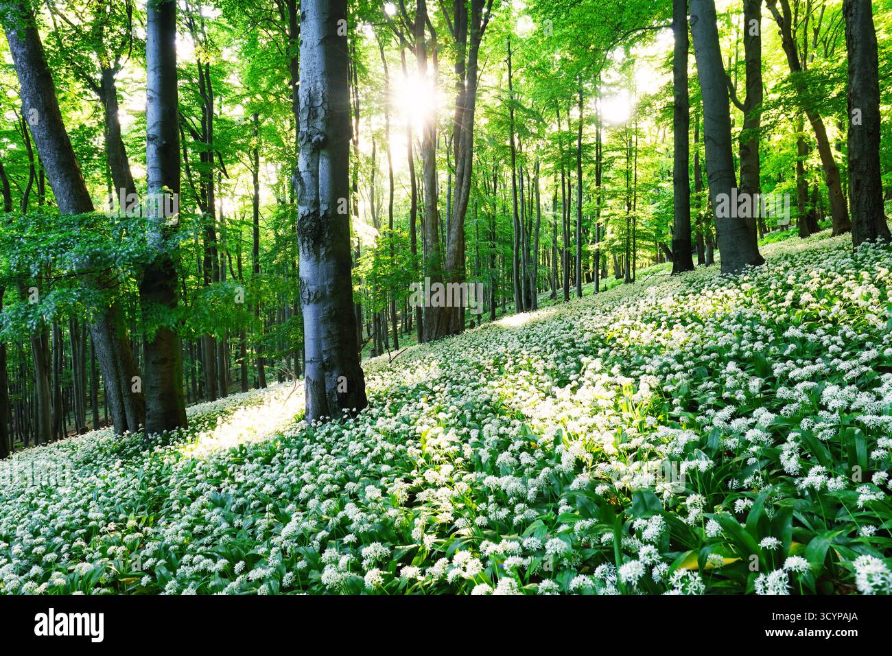 Forrest de printemps. Frais Vert Bois dans la forêt de Franconie, Allemagne. L'ail sauvage en fleurs. Banque D'Images