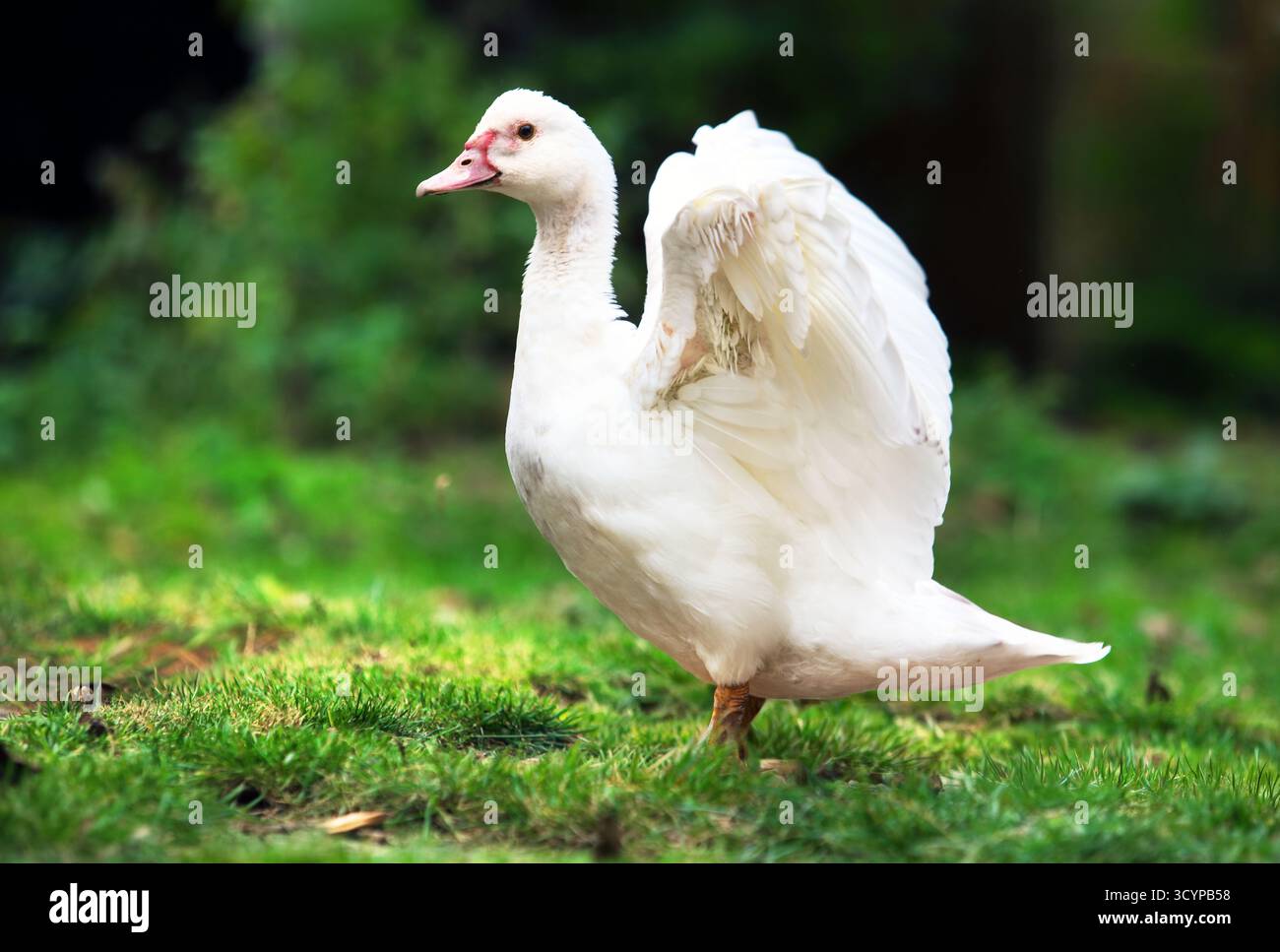 Canard domestique blanc commencer à voler dans la ferme verte Banque D'Images