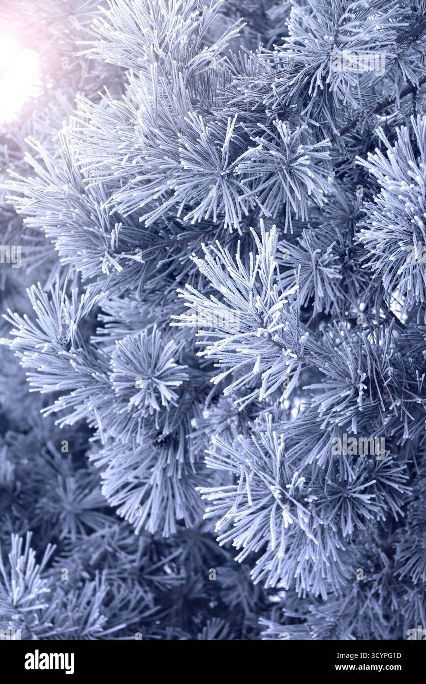 Fond vertical de Noël avec branche de pin, recouverte de gel. Bannière festive ornée d'une branche de sapin givrée. Bannière hivernale des fêtes avec Frozen Banque D'Images