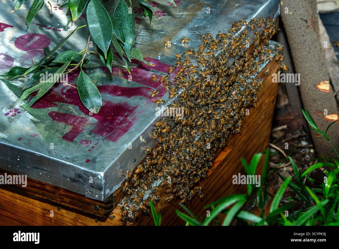 Abeilles à miel d'Afrique de l'Ouest essayant autour d'une ruche , l'un des soixante et un types d'abeilles de Namibie. Banque D'Images