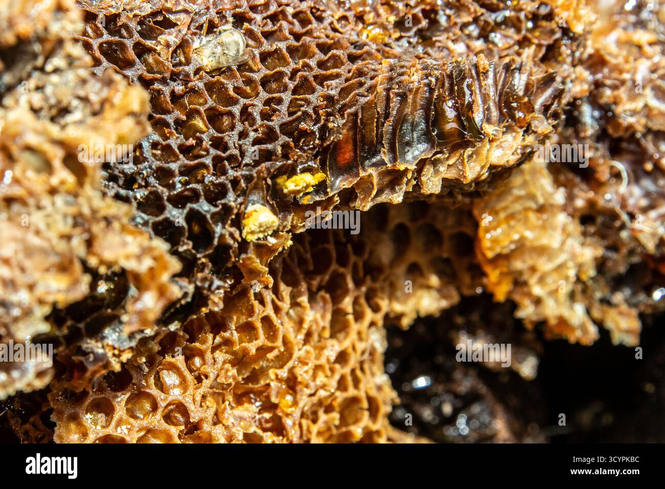 Nouveau Honecomb doré et vieux peigne brun, de Honey Bees d'Afrique de l'Ouest, l'un des soixante et un types d'abeilles de Namibie. Banque D'Images