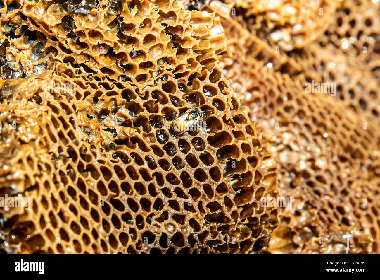Honecomb doré de Honey Bees d'Afrique de l'Ouest, l'un des soixante et un types d'abeilles de Namibie. Banque D'Images