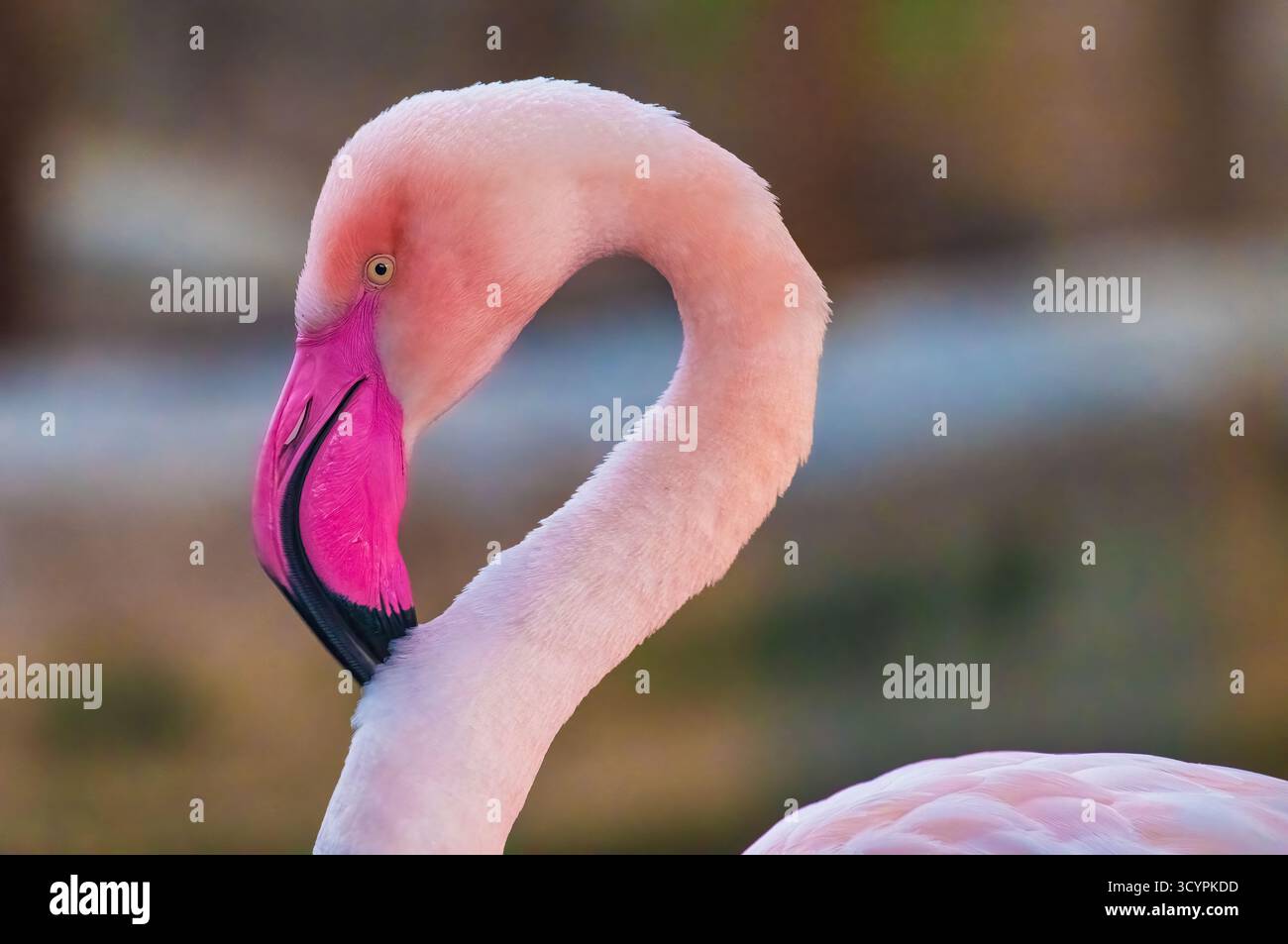 Gros plan portrait de l'oiseau Flamingos. Image de portrait d'oiseau rose Flamingos. Banque D'Images