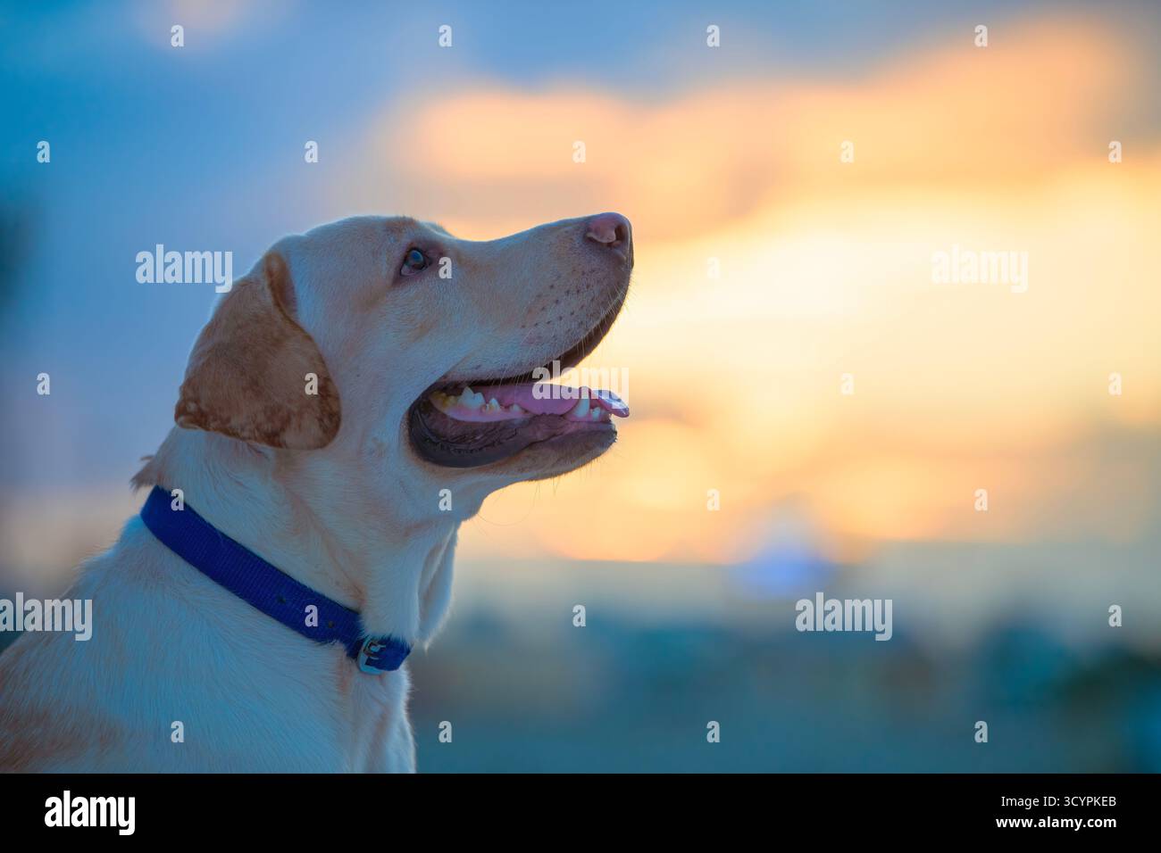 Image portrait d'un chien Labrador retriever regardant vers le haut. Image de portrait de chien Golden retriever avec fond de coucher de soleil et espace de copie. Banque D'Images