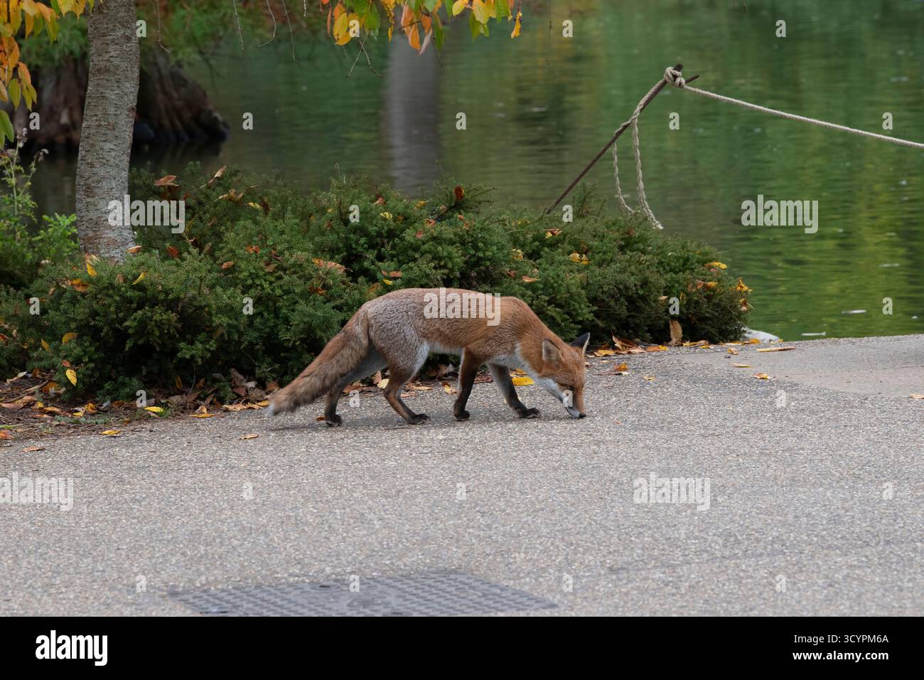 Vulpes vulpes. Renard roux sur un chemin à RHS Wisley Gardens. Surrey, Angleterre Banque D'Images