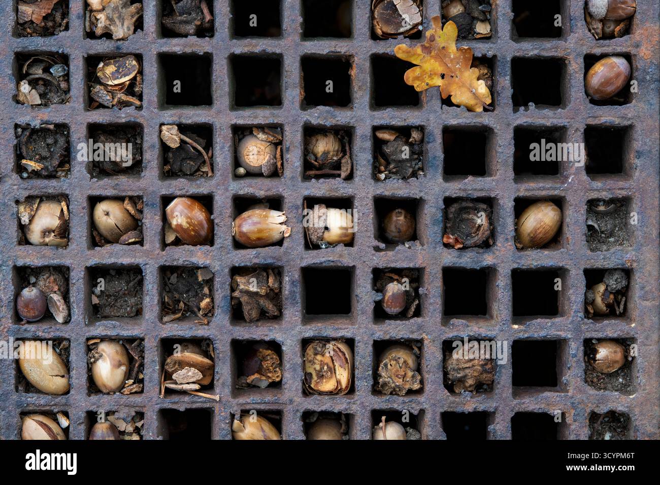 Vieux glands dans un couvercle de drain en fonte. ROYAUME-UNI Banque D'Images