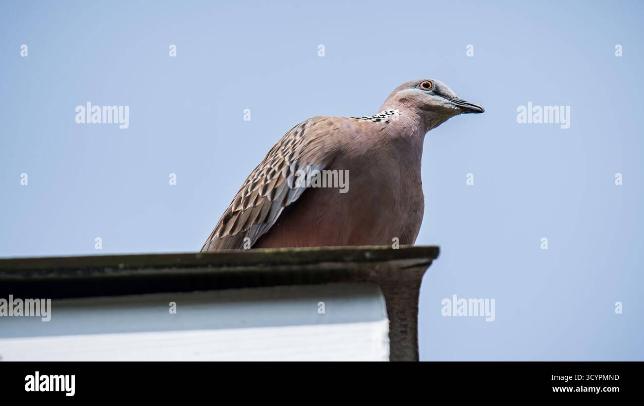Tortue orientale perchée sur un toit contre un ciel bleu clair, elle affiche un plumage marron tacheté à la lumière du jour, un moment de vie sauvage urbain serein Banque D'Images Tortue orientale perchée sur un toit contre un ciel bleu clair, elle affiche un plumage marron tacheté à la lumière du jour, un moment de vie sauvage urbain serein Banque D'Images
