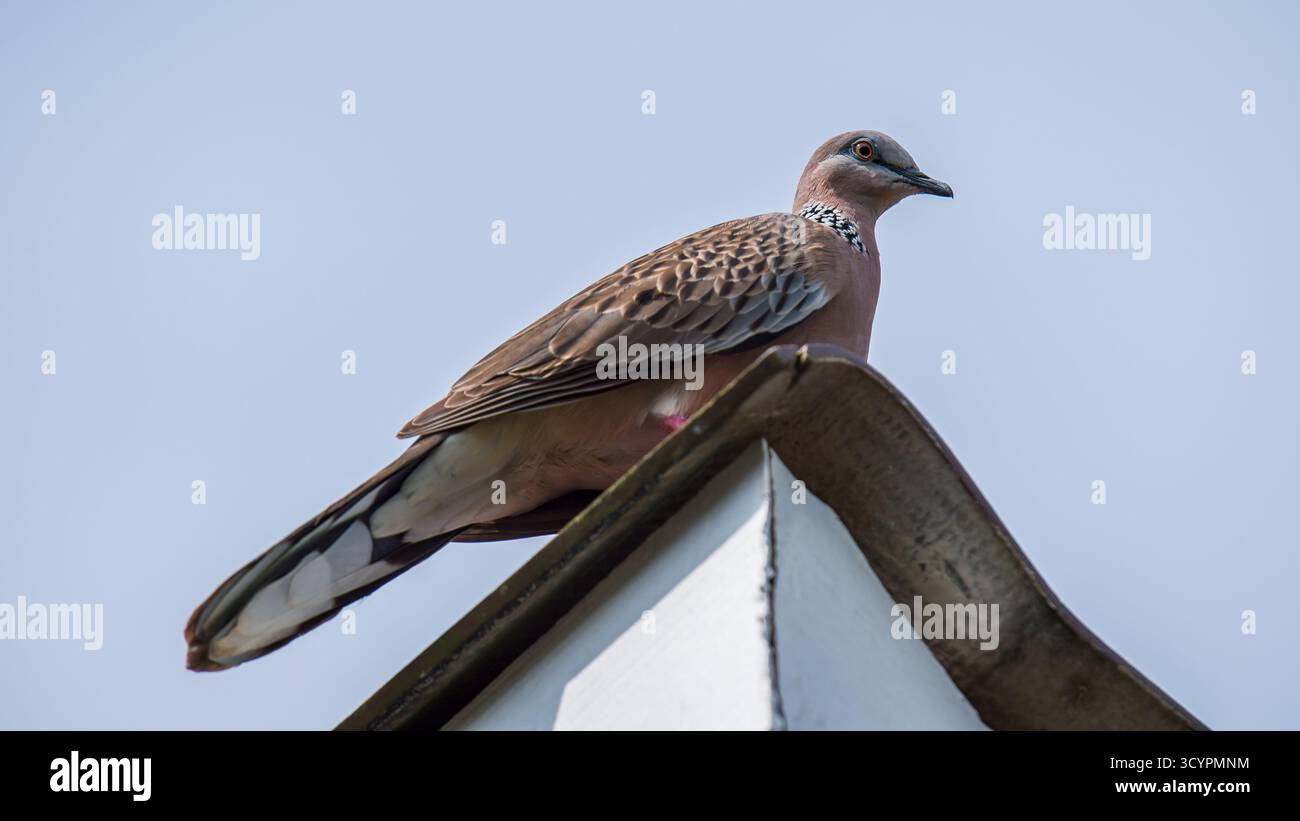 Colombe tachetée perchée sur un sommet de toit, regardant droit contre un ciel bleu doux, montrant un plumage tacheté et une présence calme et solitaire dans un décor extérieur calme Banque D'Images Colombe tachetée perchée sur un sommet de toit, regardant droit contre un ciel bleu doux, montrant un plumage tacheté et une présence calme et solitaire dans un décor extérieur calme Banque D'Images
