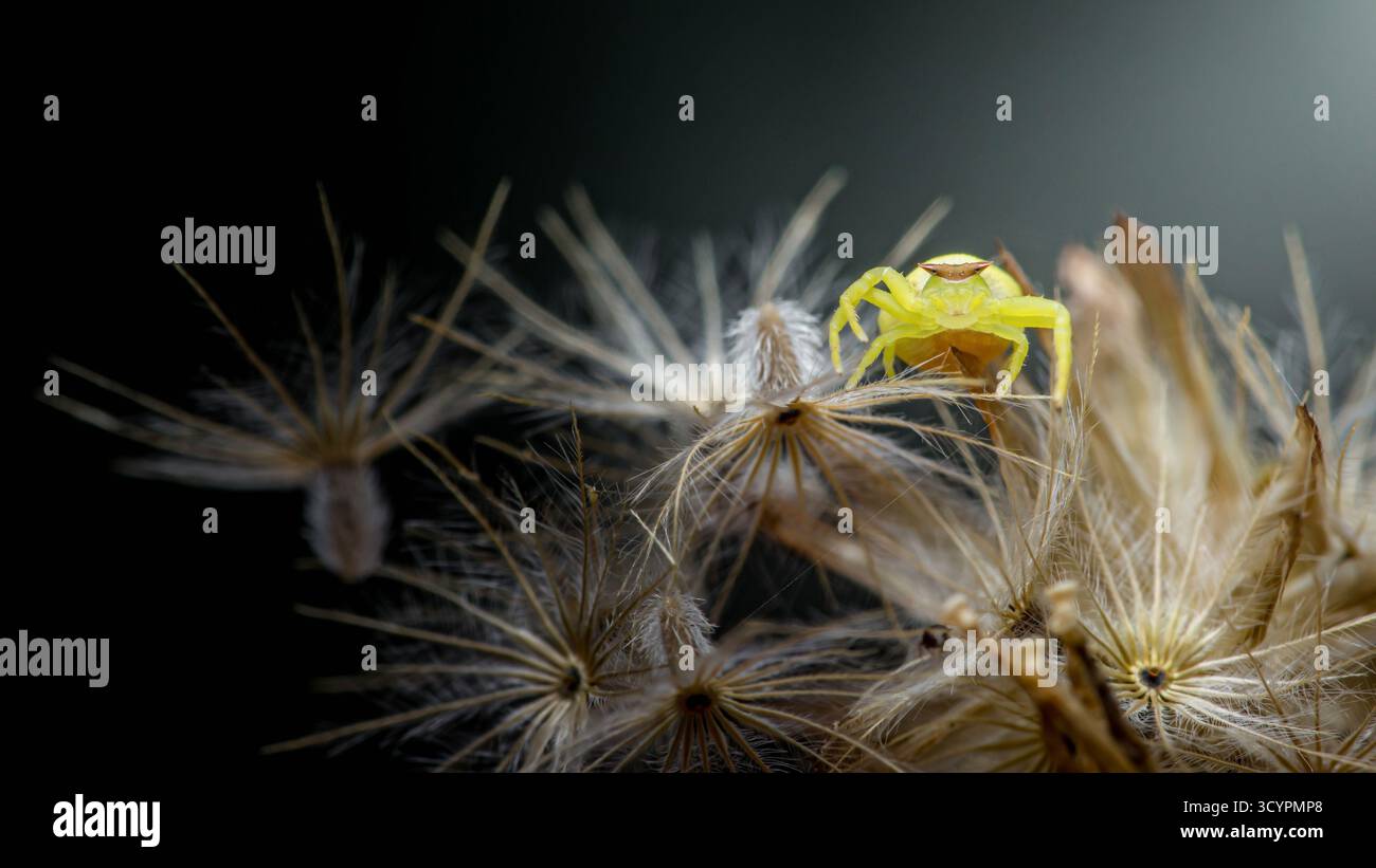 Araignée de crabe jaune perchée sur un amas de graines de pissenlit séchées sur un fond sombre, montrant son camouflage naturel et son comportement prédateur Banque D'Images