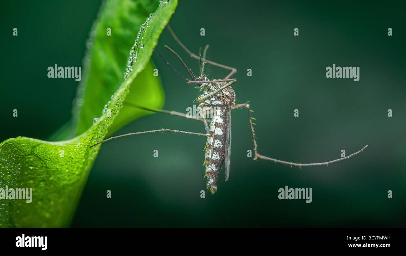 Moustique avec un corps à motifs et de longues jambes reposant sur une feuille verte vibrante parsemée de gouttes de rosée, macro gros plan révélant la texture fine, les veines et le mor Banque D'Images