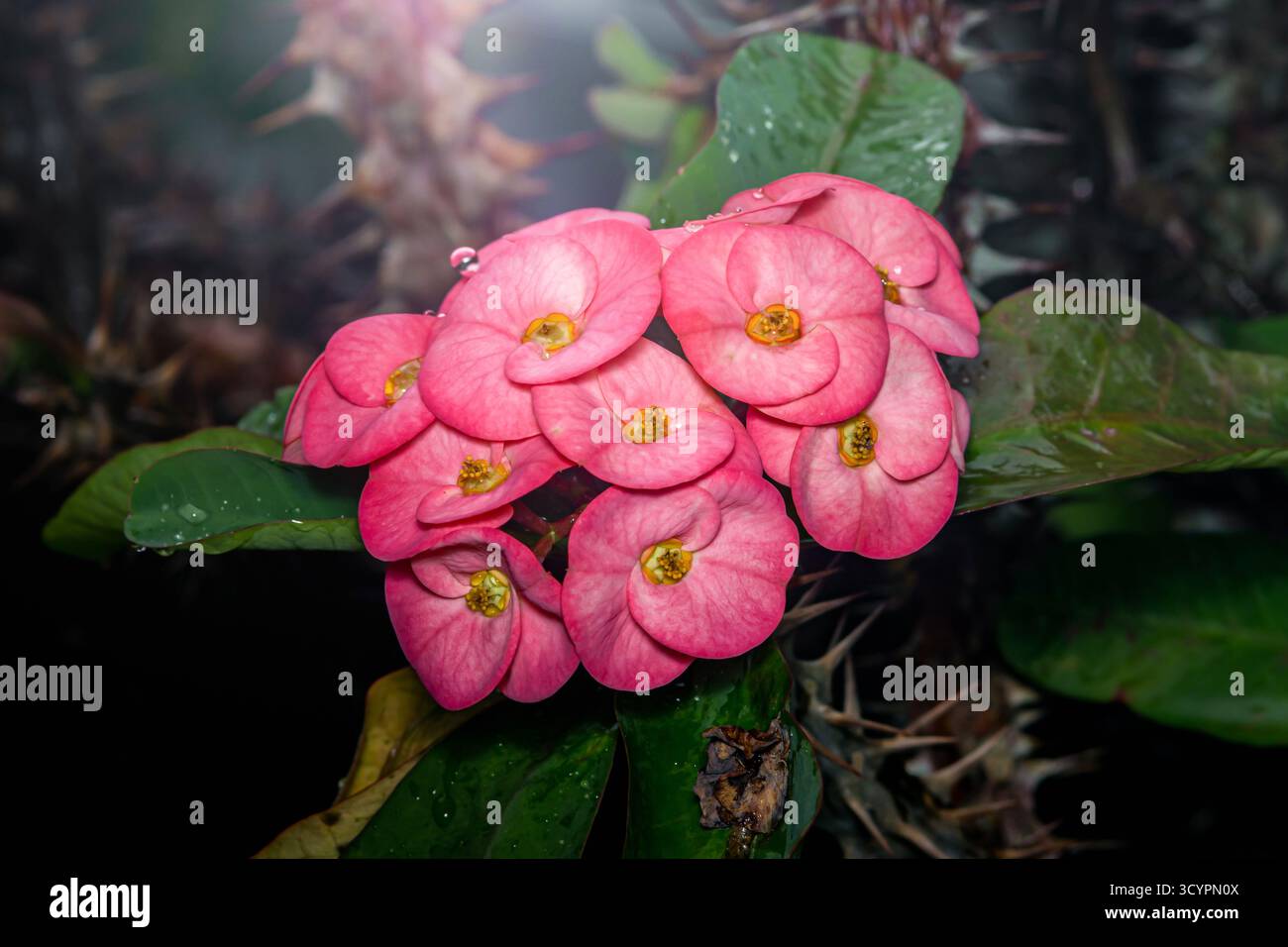 Euphorbia milii, également connu sous le nom de couronne d'épines ou plante christ, affichant des fleurs roses vibrantes avec des feuilles vertes fraîches et des gouttes d'eau, soulignant Banque D'Images