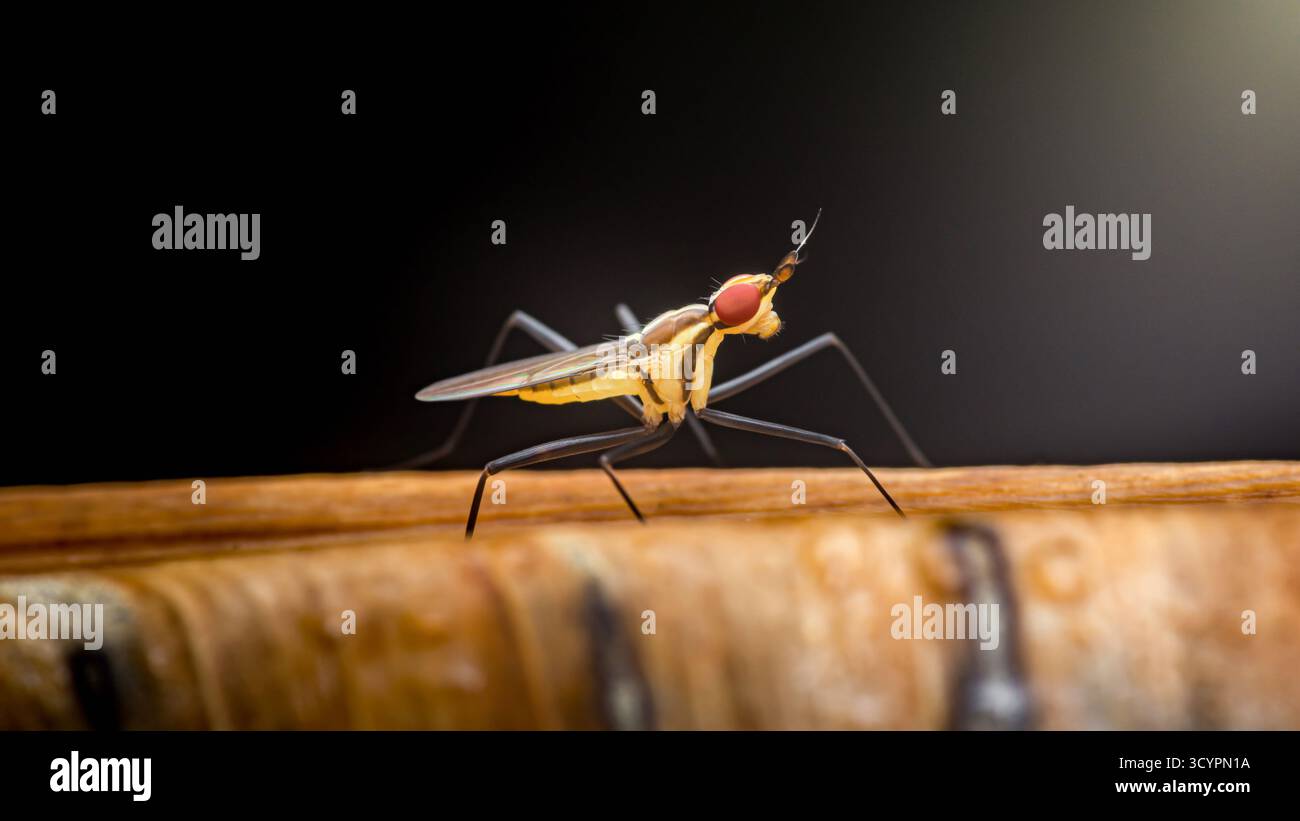 Mouche à pattes échasses, famille des micropezidae, concentrant ses grands yeux rouges et son museau allongé distinctif sur une branche, mettant en valeur son corps élancé unique et Banque D'Images