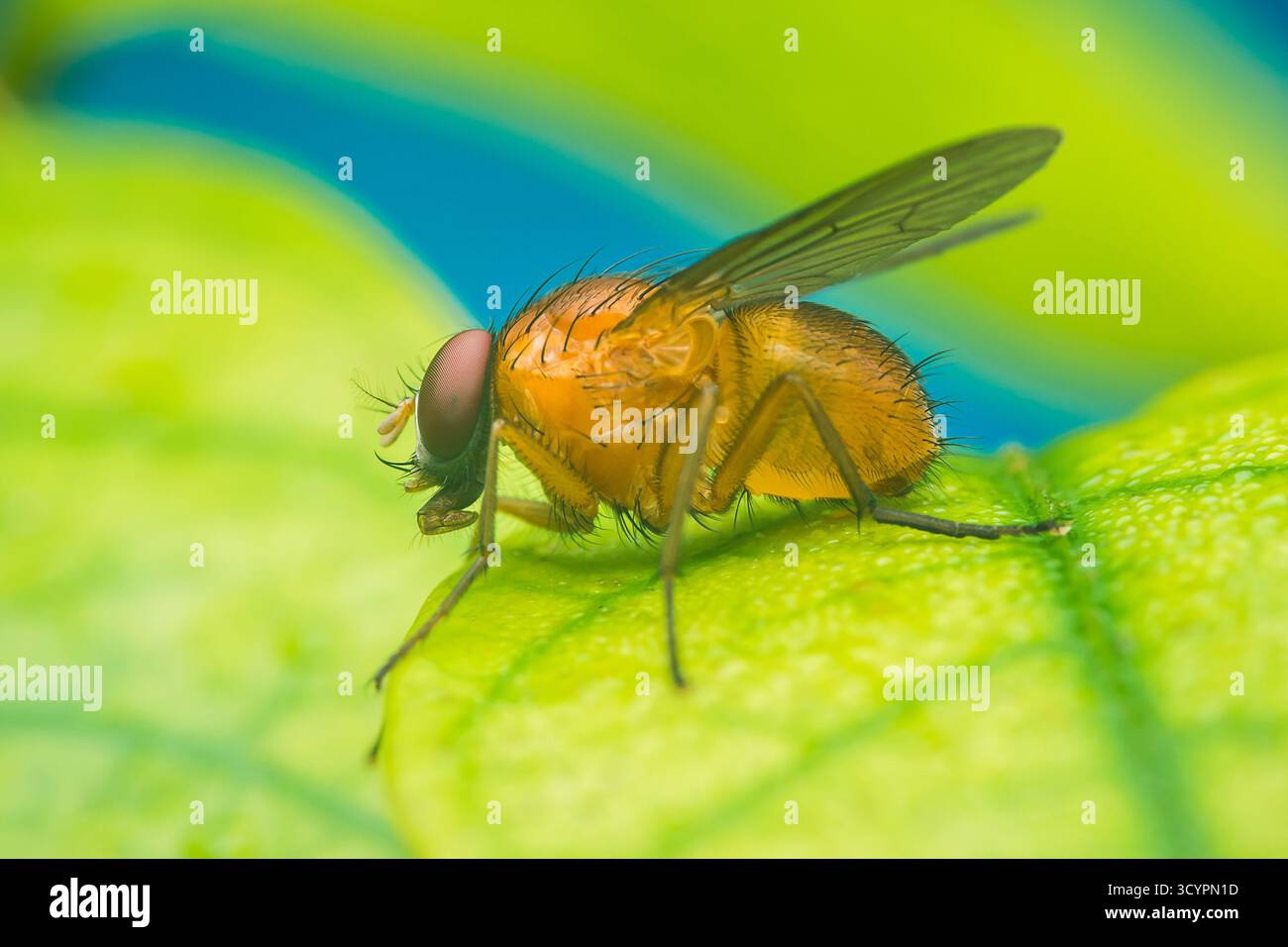 Mouche jaune aux yeux de tige reposant sur une feuille verte éclatante, macro gros plan révélant des antennes délicates, des yeux composés, des détails d'aile et des veines texturées agai Banque D'Images