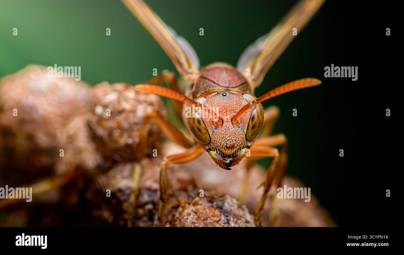 Appareil photo face à la guêpe en papier, perché sur son nid, mettant en évidence les yeux complexes composés et les traits détaillés du visage dans une profondeur de champ peu profonde macro-pratique Banque D'Images