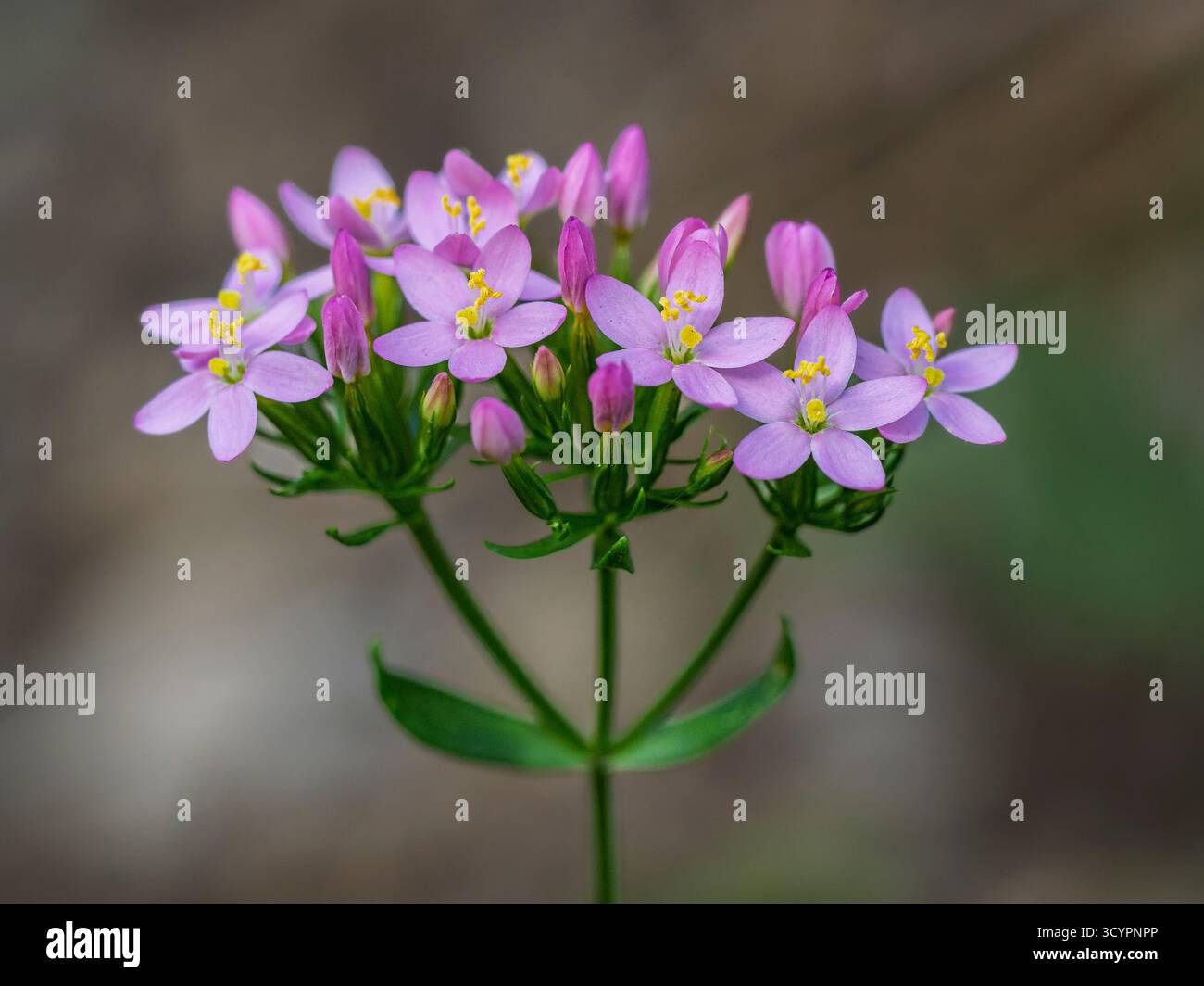 Vue rapprochée de délicates fleurs roses violettes et jaunes de centaurium erythraea alias centaury commun ou centaury européen fleurissant à l'extérieur dans la nature Banque D'Images