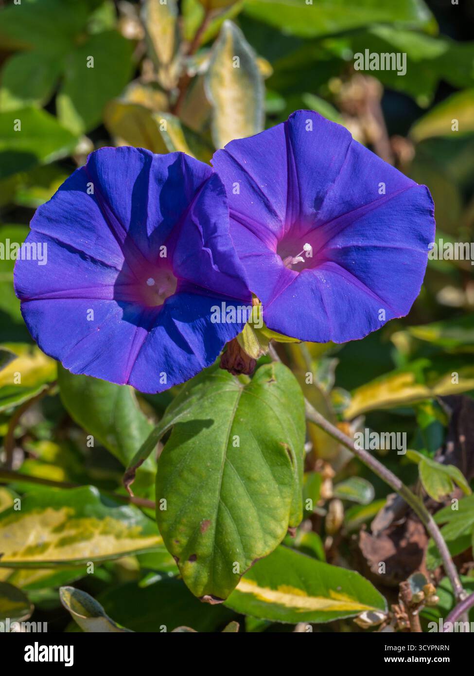 Gros plan vue verticale de fleurs de malva sylvestris rose violette aka mauve commune ou fromages fleurissant à l'extérieur sur fond de prairie naturelle Banque D'Images
