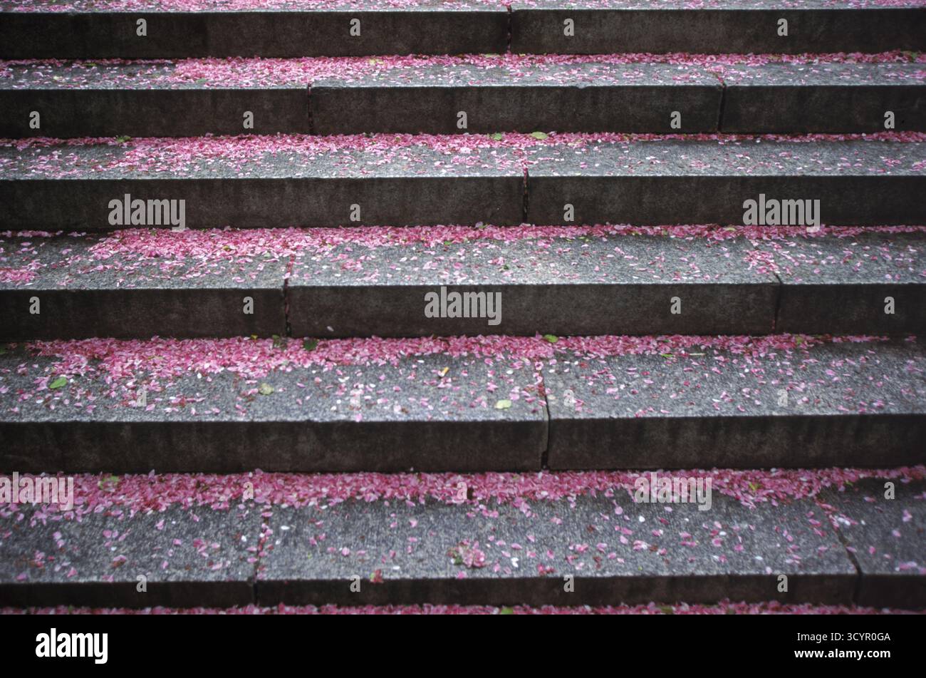 Park Steps, Central Park, NYC, NY États-Unis Banque D'Images