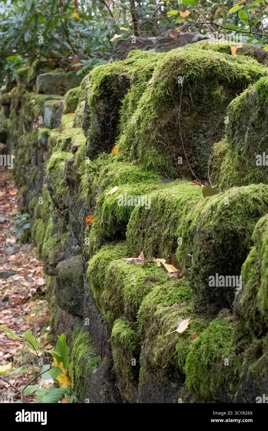 Murs de pierres sèches vus dans le Yorkshire. Regardez un peu négligé. Certains couverts de lichen ou de mousse Banque D'Images