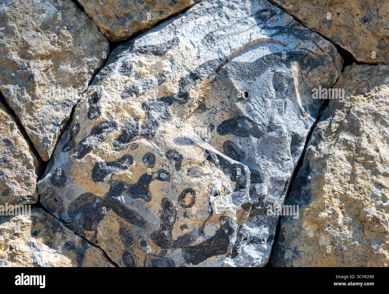 Terriers de la vie marine conservés dans un bloc de calcaire. Indonésie. Banque D'Images