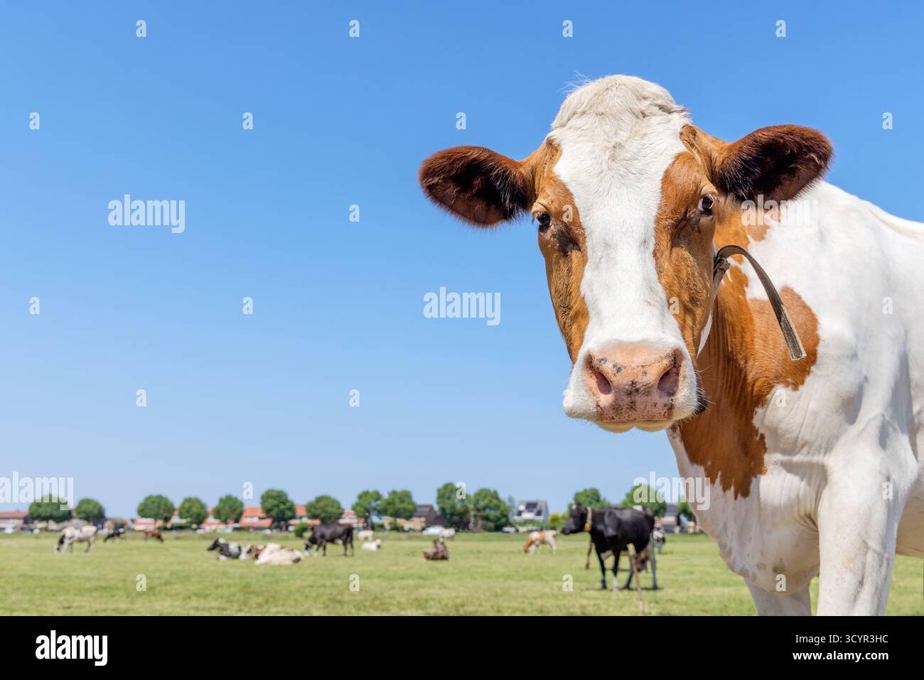 Tête de vache bord droit, fourrure rouge, yeux doux et nez rose, belle et innocente, un fond de paysage bleu Banque D'Images
