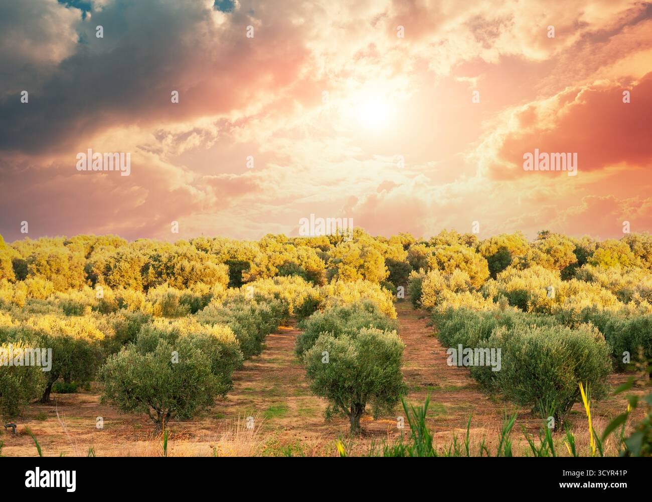 Plantation d'oliviers sur une colline contre le ciel du coucher du soleil. Grèce, Europe Banque D'Images