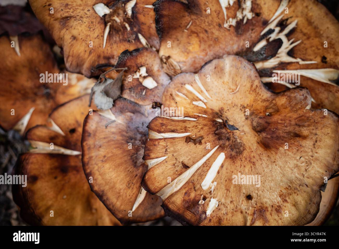 Champignon sauvage poussant sur le sol forestier montrant une décomposition Banque D'Images