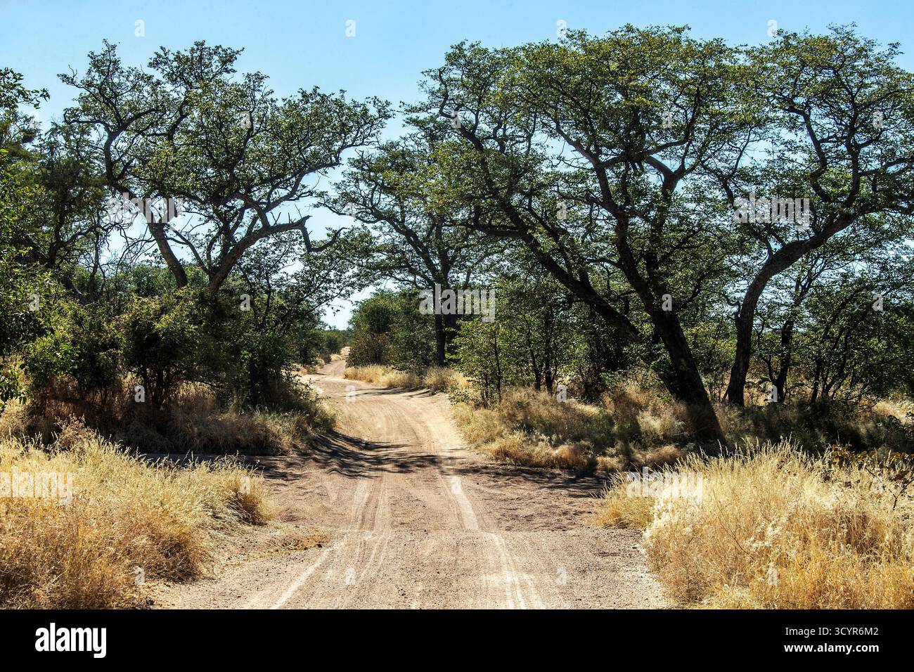 Un chemin de terre du Damaraland traverse une rivière sèche et éphémère, avec de grands arbres Ana qui poussent. Banque D'Images