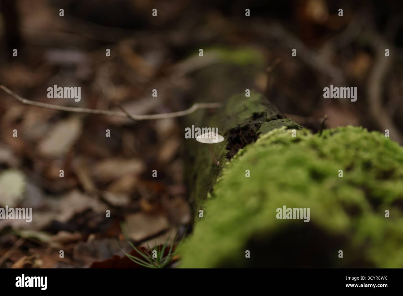 Petit champignon poussant sur le côté d'une bûche couverte de mousse en décomposition, mettant en évidence la décomposition naturelle dans un environnement boisé Banque D'Images