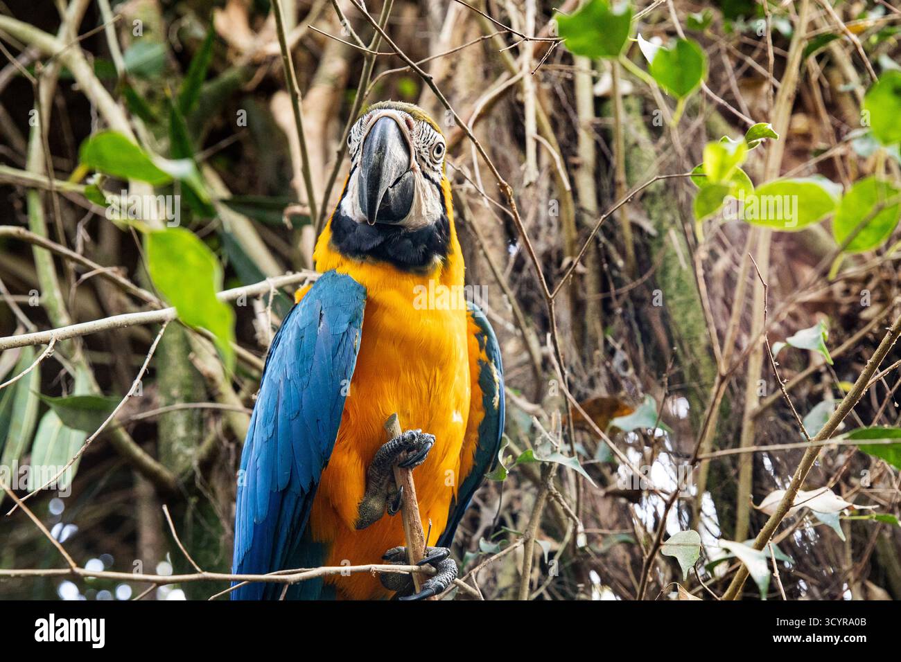 Oiseau tropical coloré avec ailes bleues et poitrine jaune. Perroquet d'aras Banque D'Images