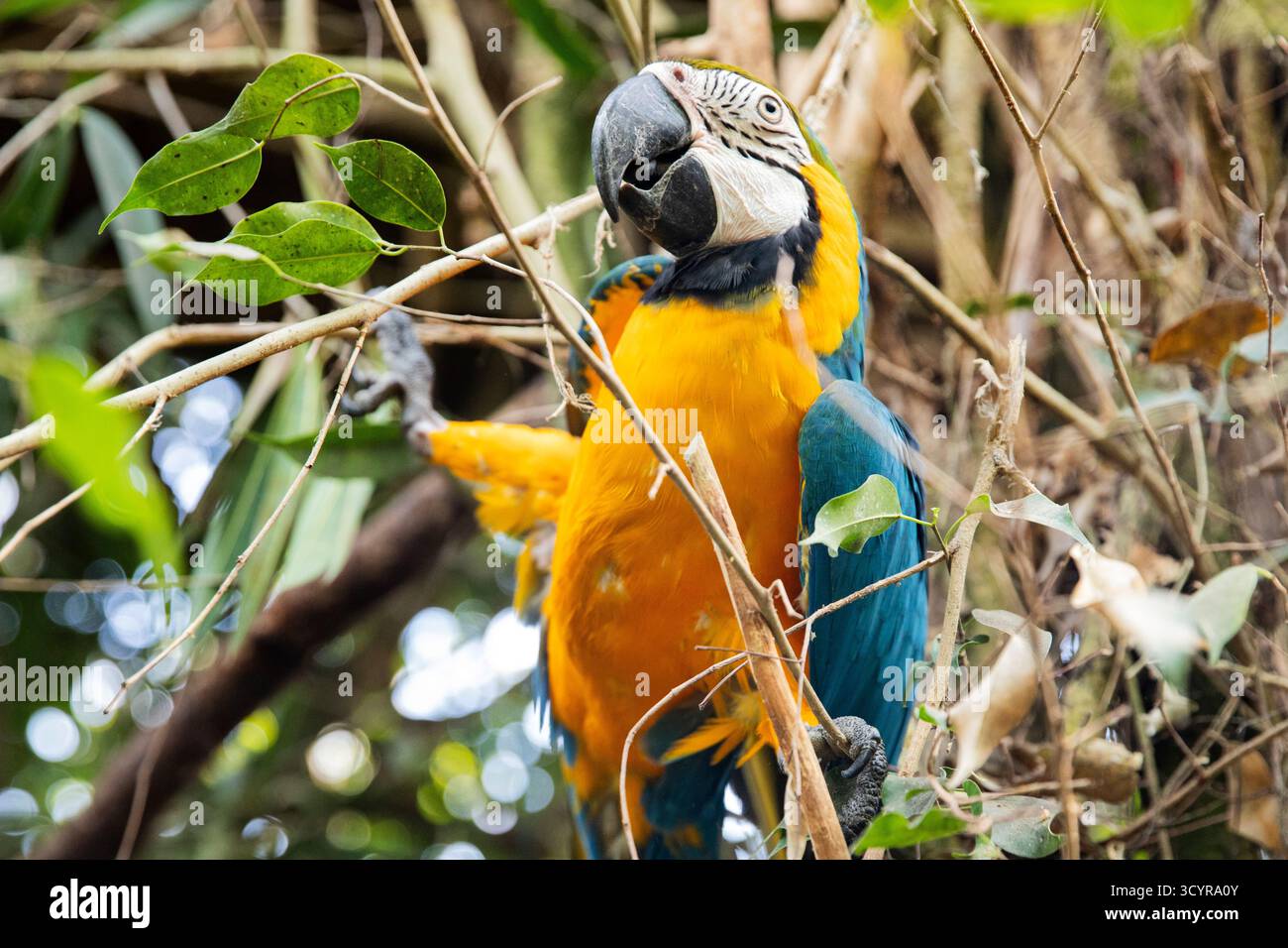 Oiseau d'aras exotique perché sur une branche d'arbre Banque D'Images