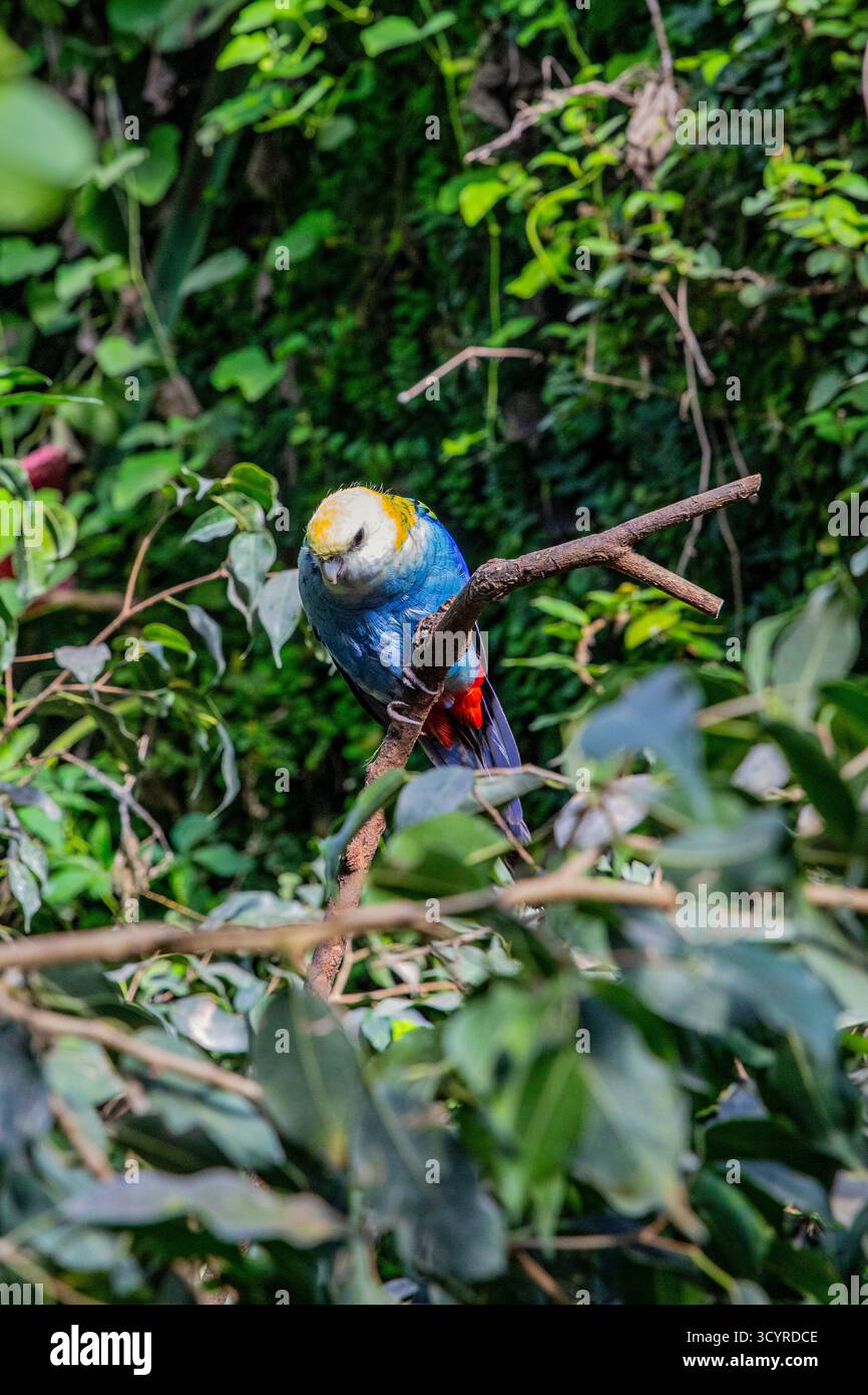 Oiseau exotique avec des plumes colorées dans un habitat naturel. Beau perroquet Banque D'Images