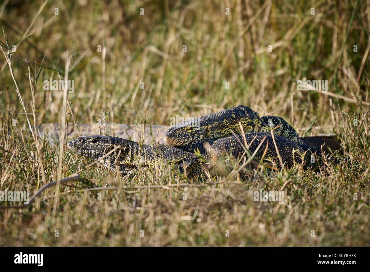 Couple homologue de lézard moniteur du Nil, (Varanus niloticus), réserve de Moremi, Botswana Afrique Banque D'Images