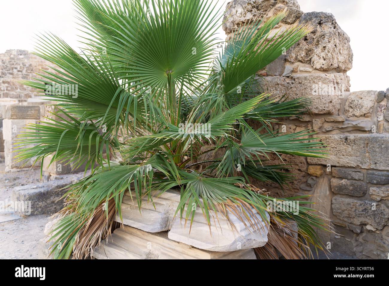 La plante luxuriante de palmier vert prospère parmi les ruines de pierre altérées, baignée de lumière naturelle du soleil, créant une atmosphère sereine qui met en valeur la beauté du natu Banque D'Images