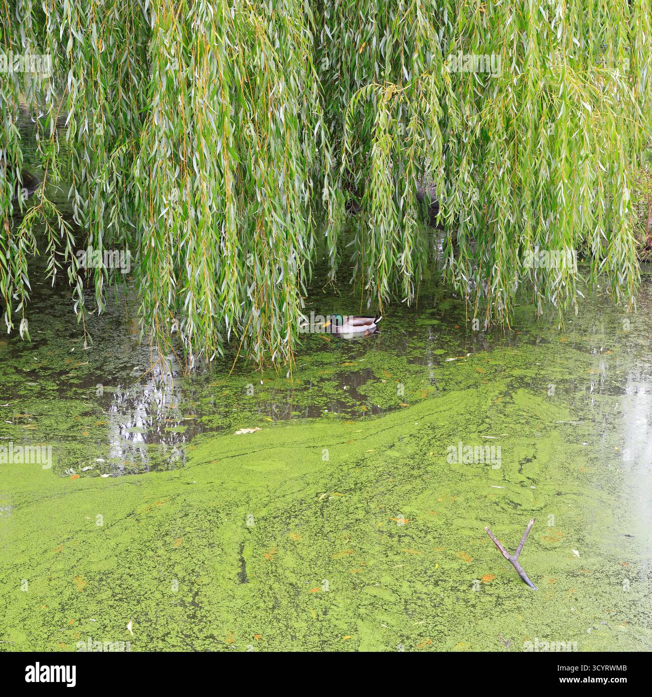 Étang du parc couvert de canard commun (lemnoideae). Cardiff, pays de Galles du Sud, Royaume-Uni. Prise en octobre 2025 Banque D'Images