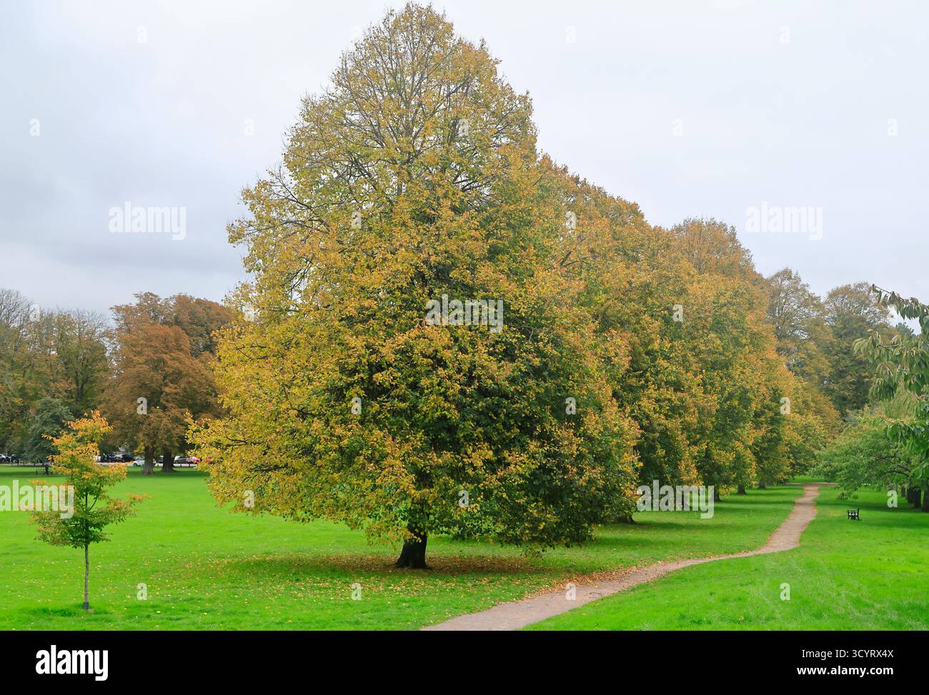 Parc Llandaff Fields, Cardiff. Prise en octobre 2025 Banque D'Images