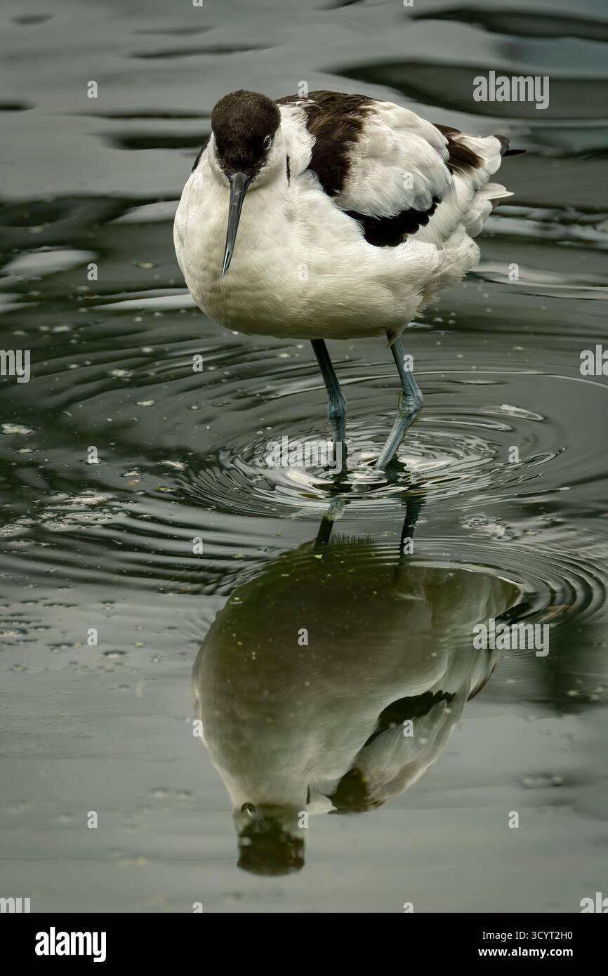 L'Avocet est une échassière noire et blanche aux motifs distinctifs avec un long bec courbé vers le haut. Les avocats sont protégés par l'Annexe 1, qui en fait un o Banque D'Images